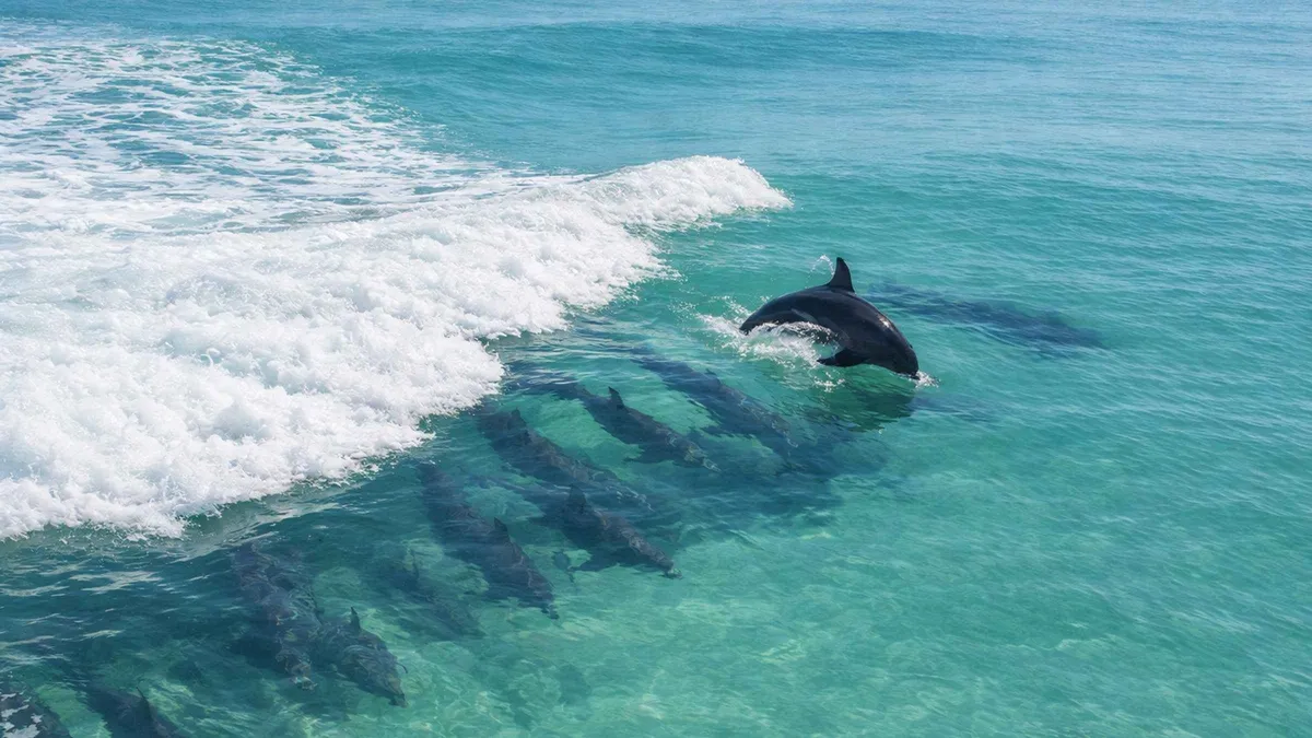 Swim with Dolphins Panama City Beach: The Truth